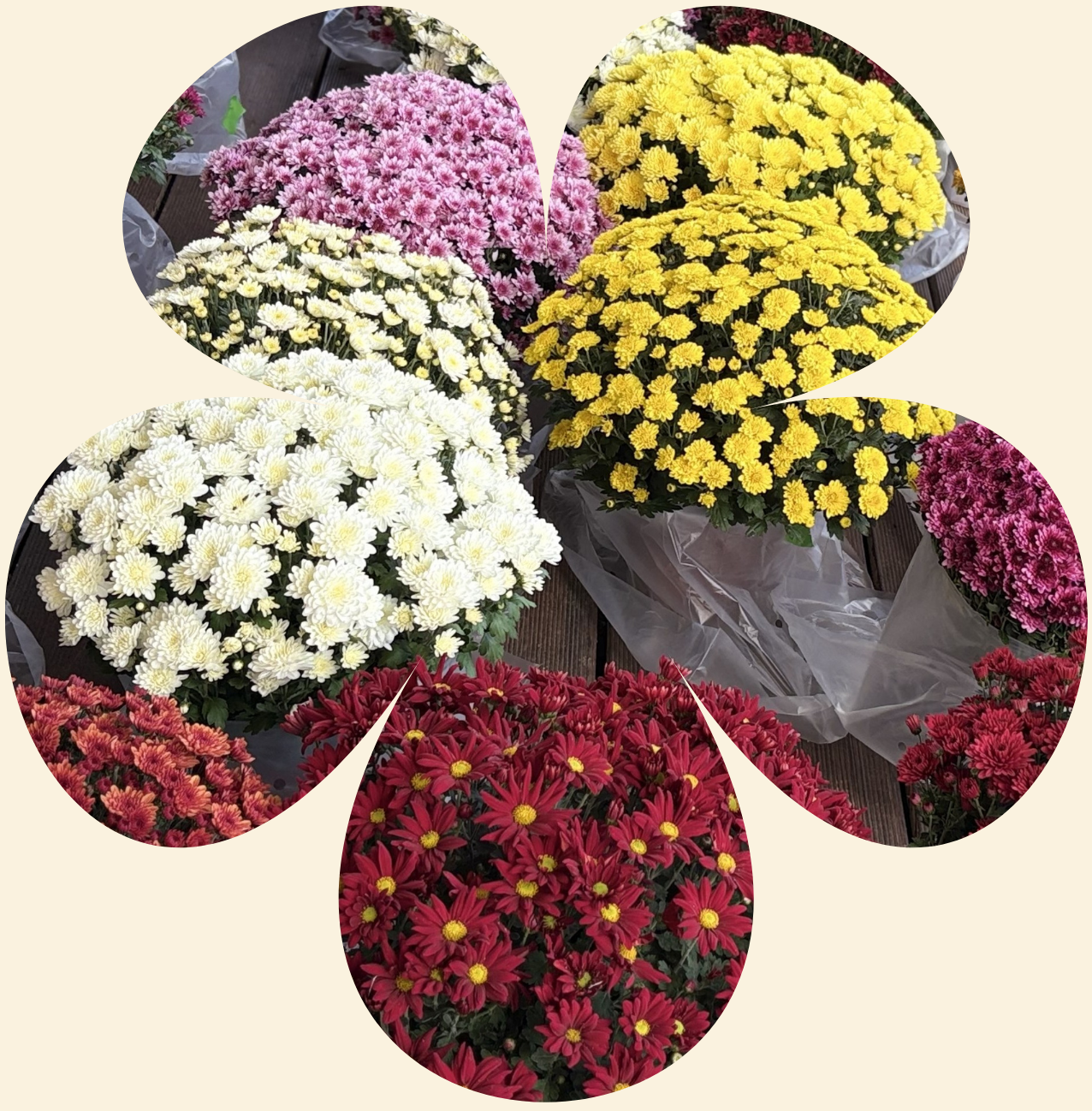 Fleur d'automne